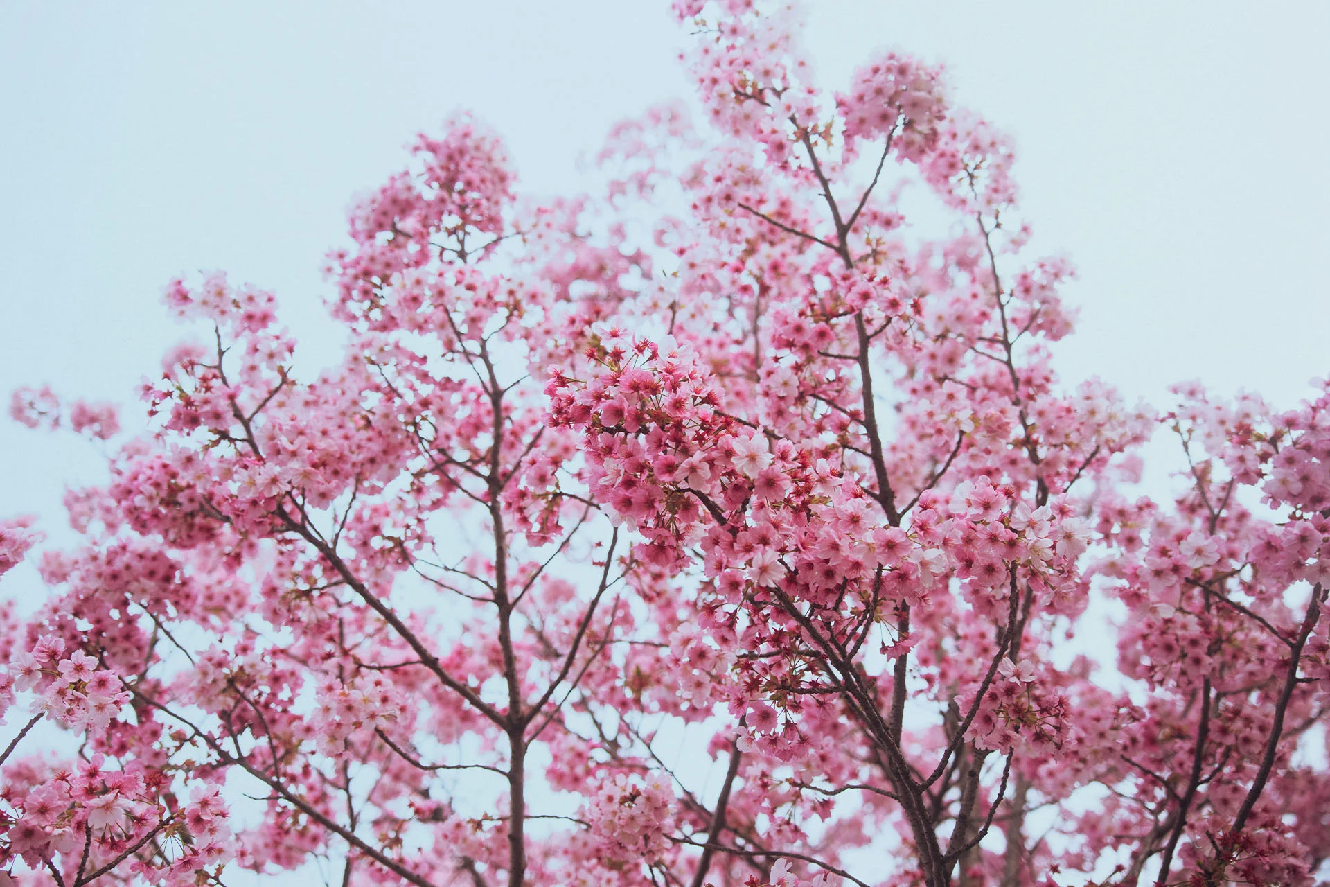 Formula-1 - 2025 - Japanese-grand-prix - The-japanese-grand-prix-preview Explore more about the Japanese GP