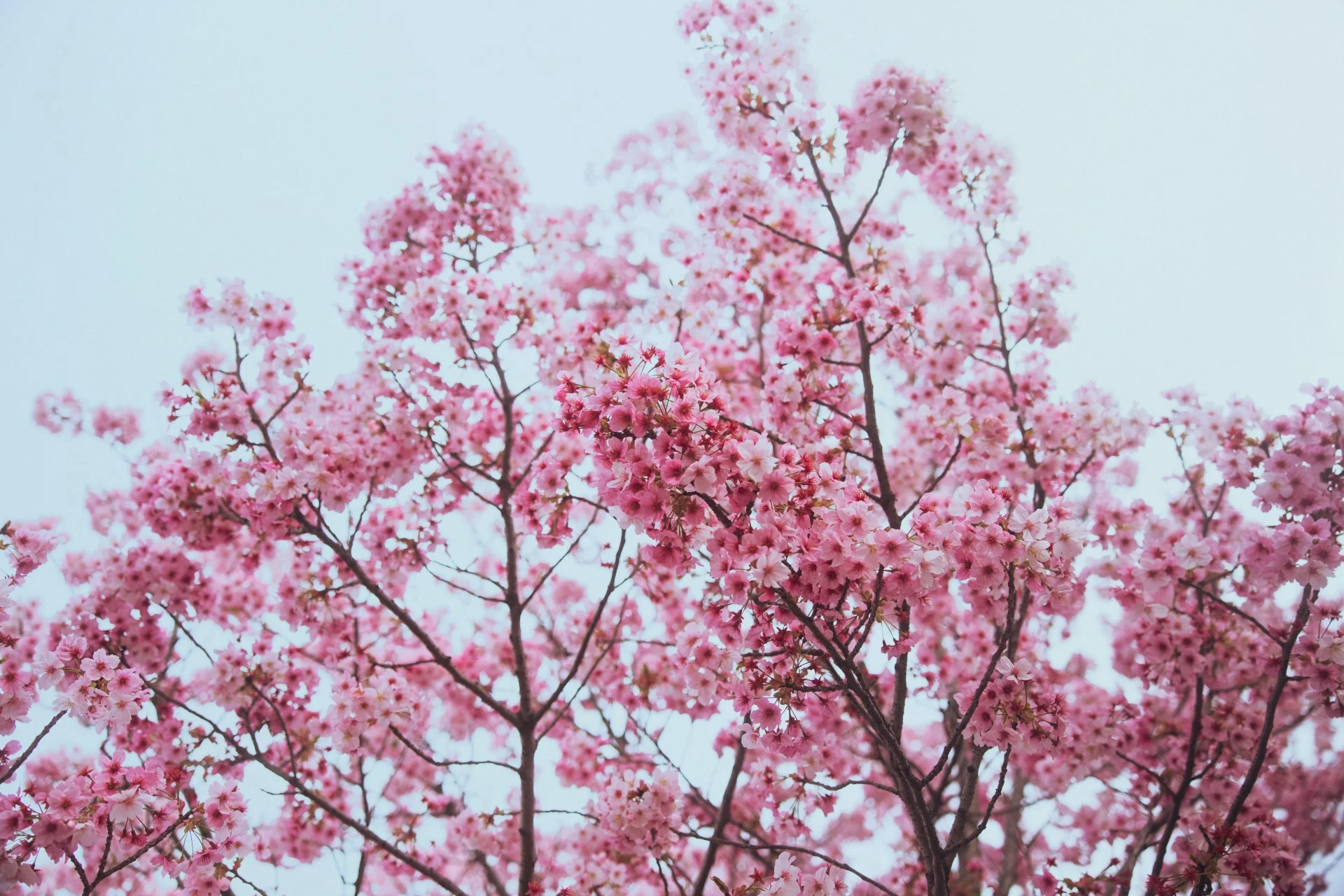 Formula-1 - 2024 - Japanese-grand-prix - Guide-to-japan - Exploring the streets of Tokyo - 2