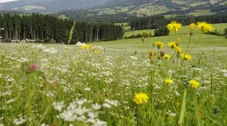 Formula-1 - 2021 - Styrian-grand-prix - Styrian-gp-race-page