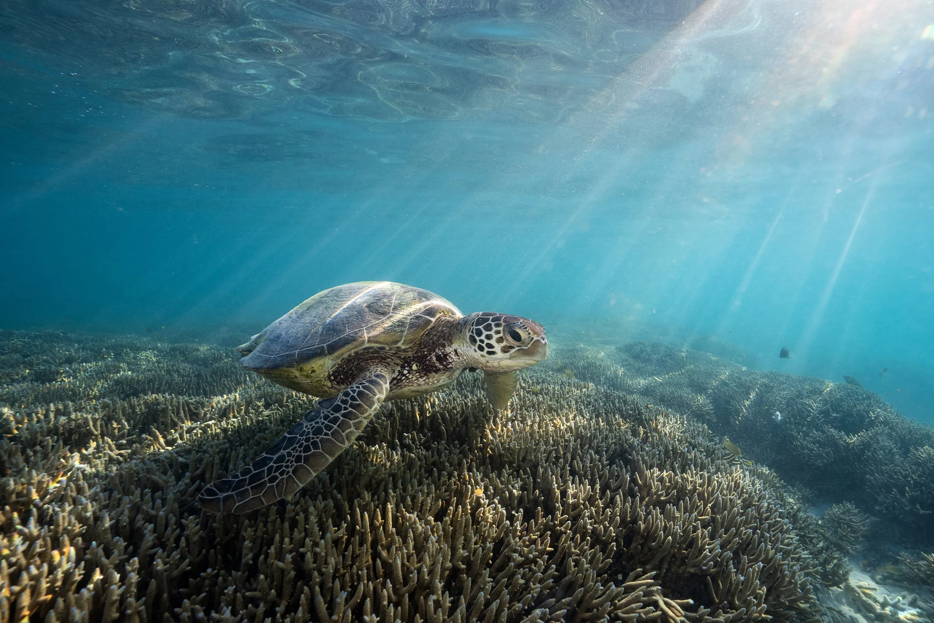 McLaren Racing and the Great Barrier Reef Foundation move revolutionary coral restoration technology into the field