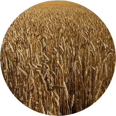 Formula 1 - Graining