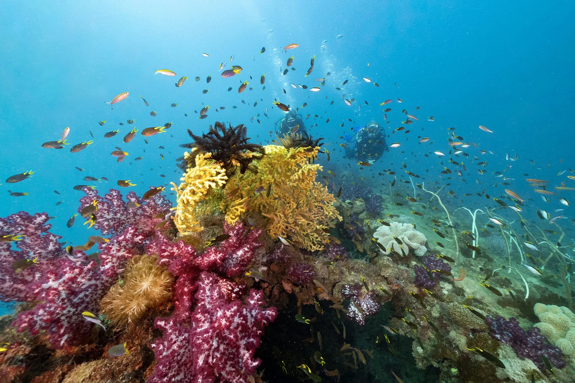 McLaren Racing and the Great Barrier Reef Foundation move revolutionary coral restoration technology into the field