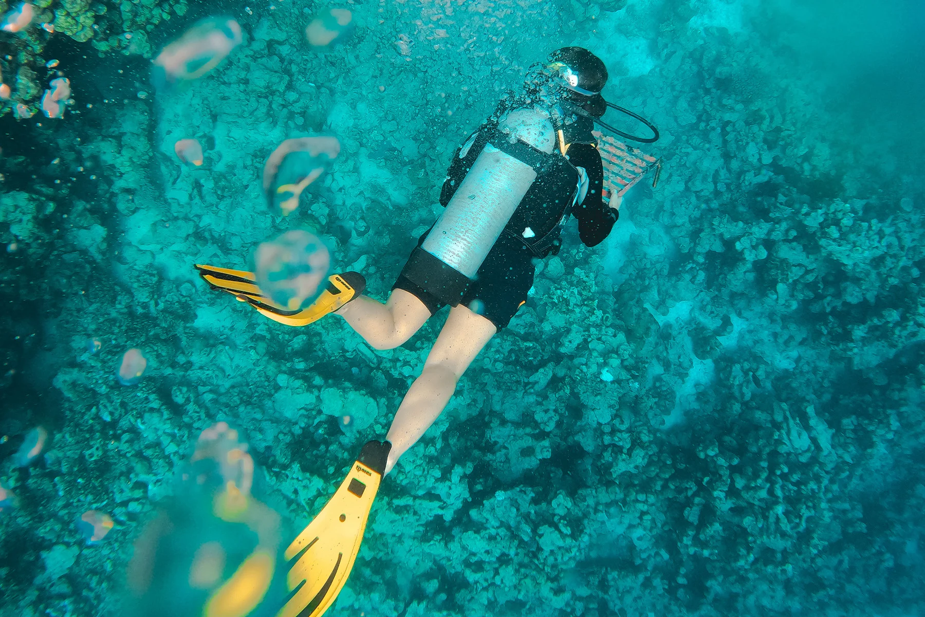 Extreme-e - 2024 - A-mclaren-fans-guide-extreme-e