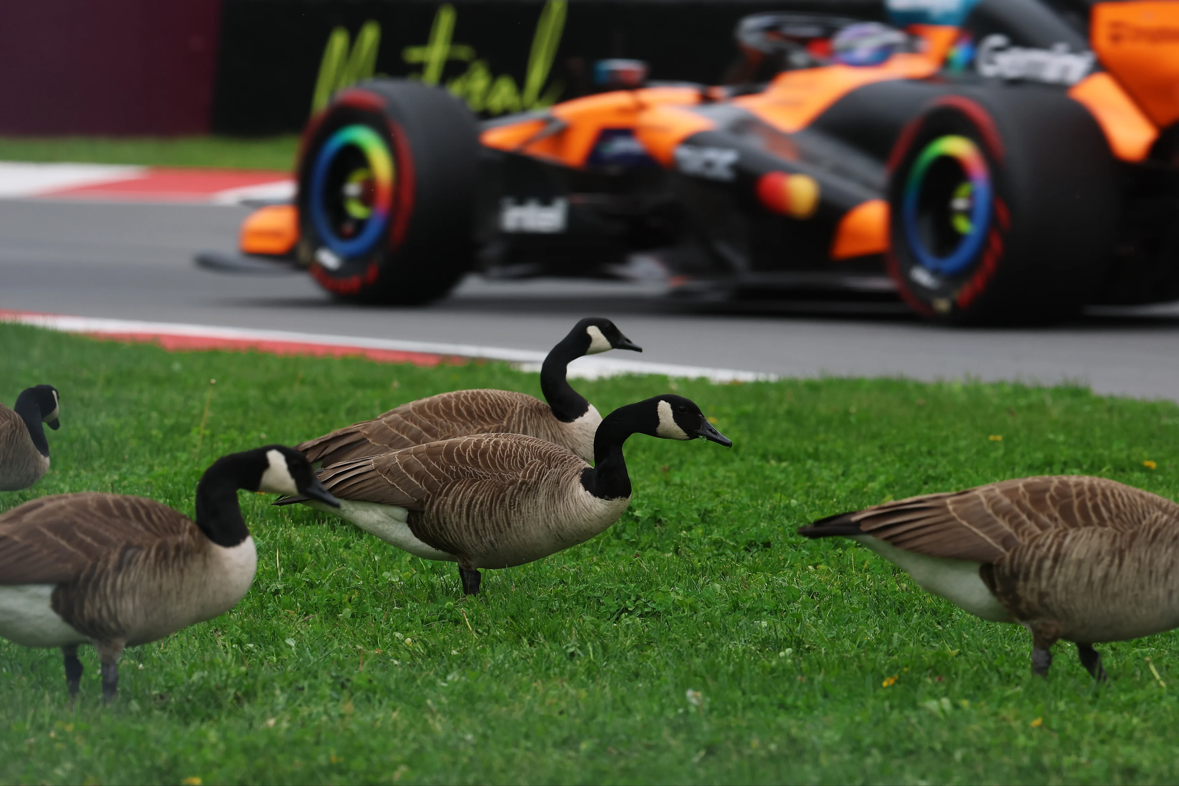 Image - Formula 1 - 2026 - Canadian Grand Prix – Sprint & GP Qualifying Report - 4