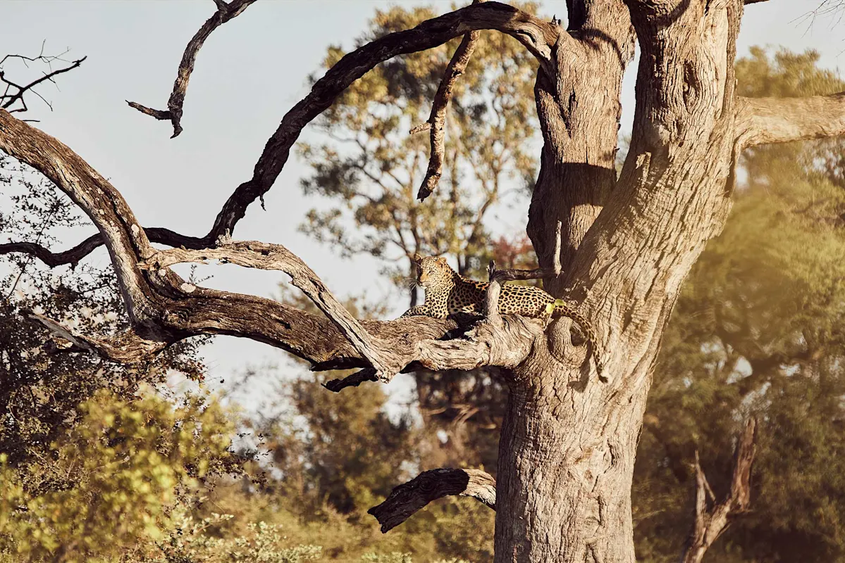 Leopard getarnt auf Baumast im Laub.