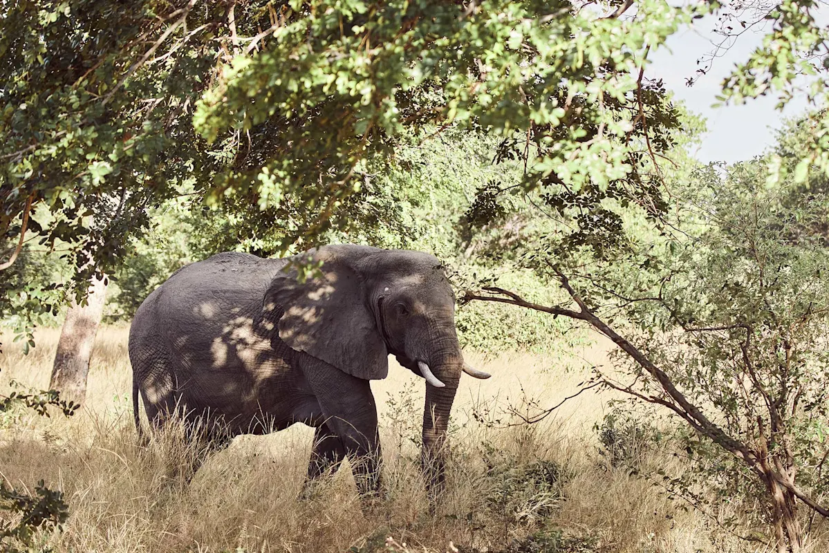 Elefant in sonniger, grasbewachsener Landschaft mit Bäumen.