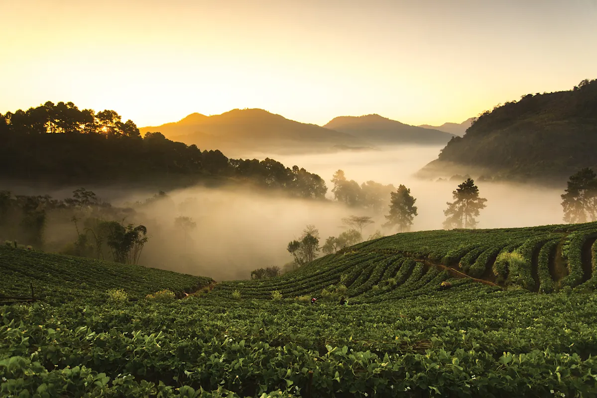 Nebeliger Sonnenaufgang über Teeplantage mit grünen Reihen und Bergen.