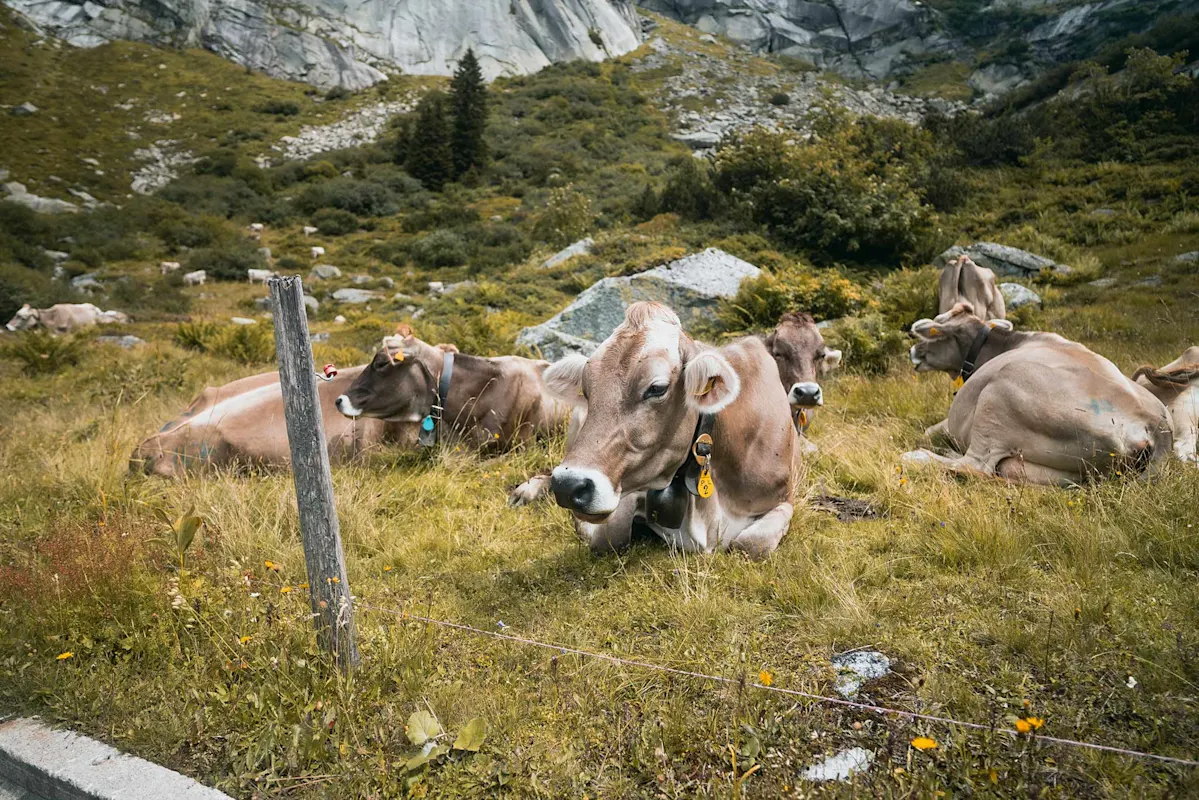 Brown cows resting on a grassy hill with mountains behind.