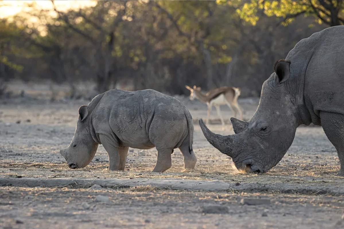 Baby-Nashorn und erwachsenes Nashorn mit Antilope im Hintergrund