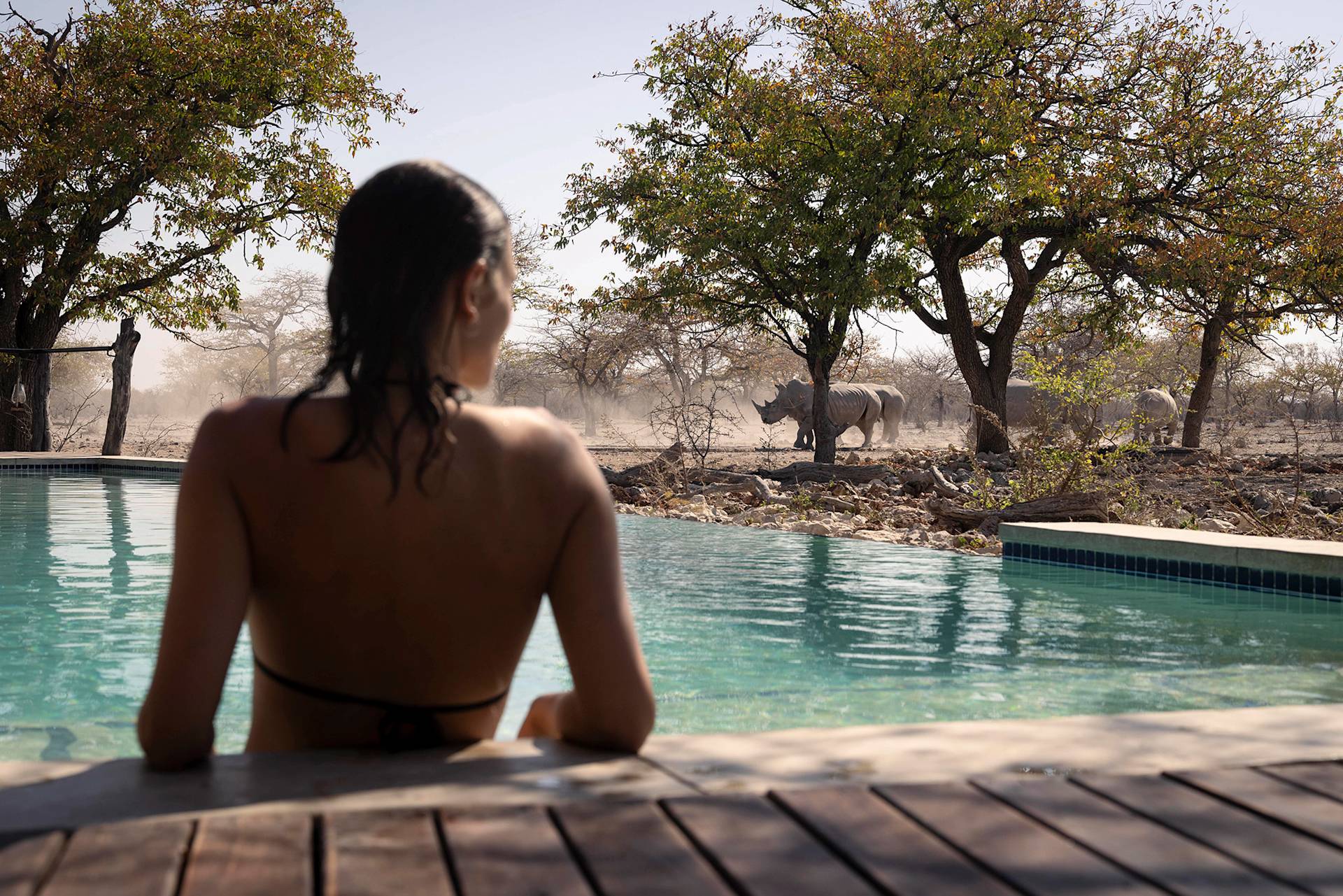 Woman in pool observes distant rhinoceroses by trees under clear sky.