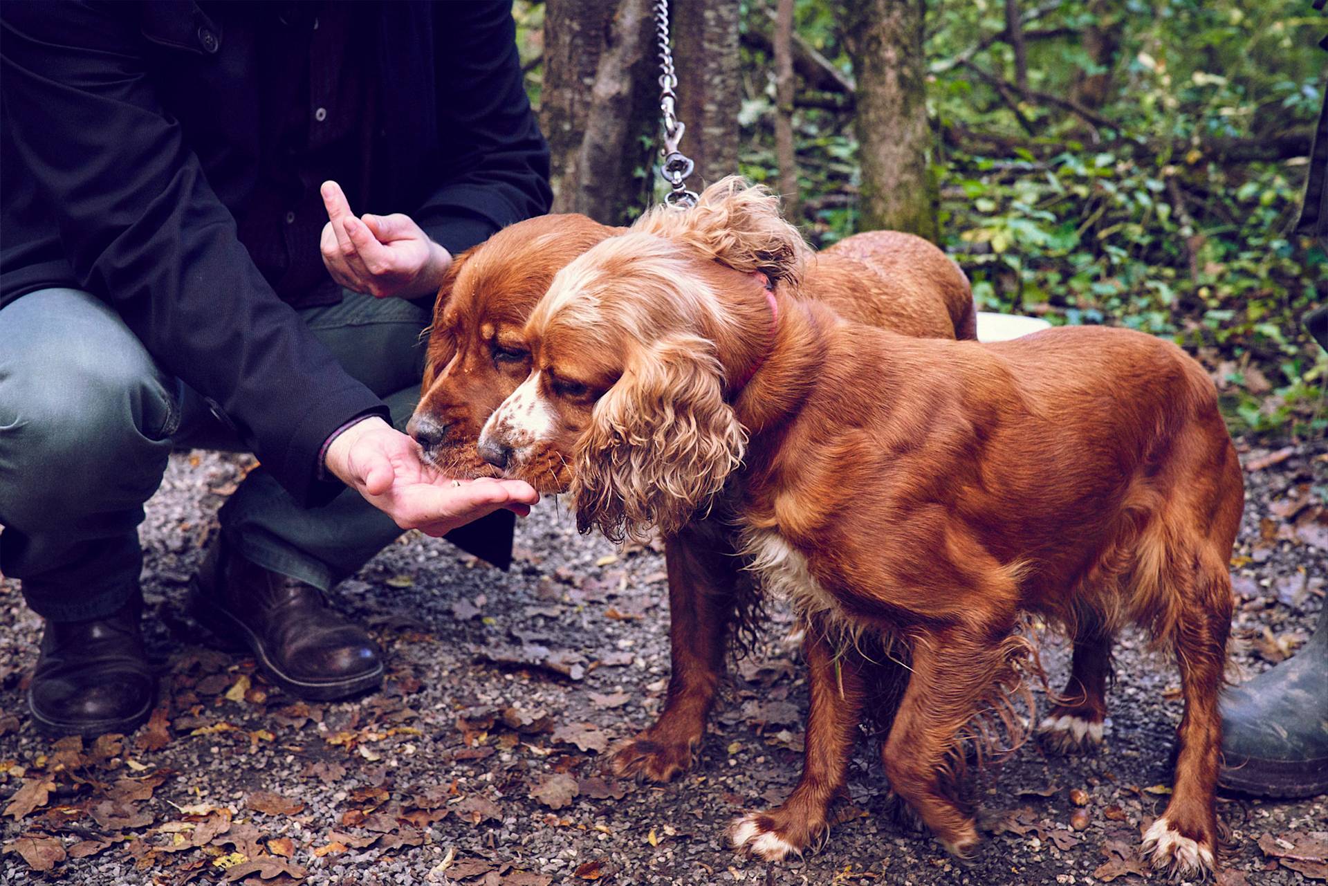Zwei braune Hunde schnüffeln an einer Hand im Laubwald.