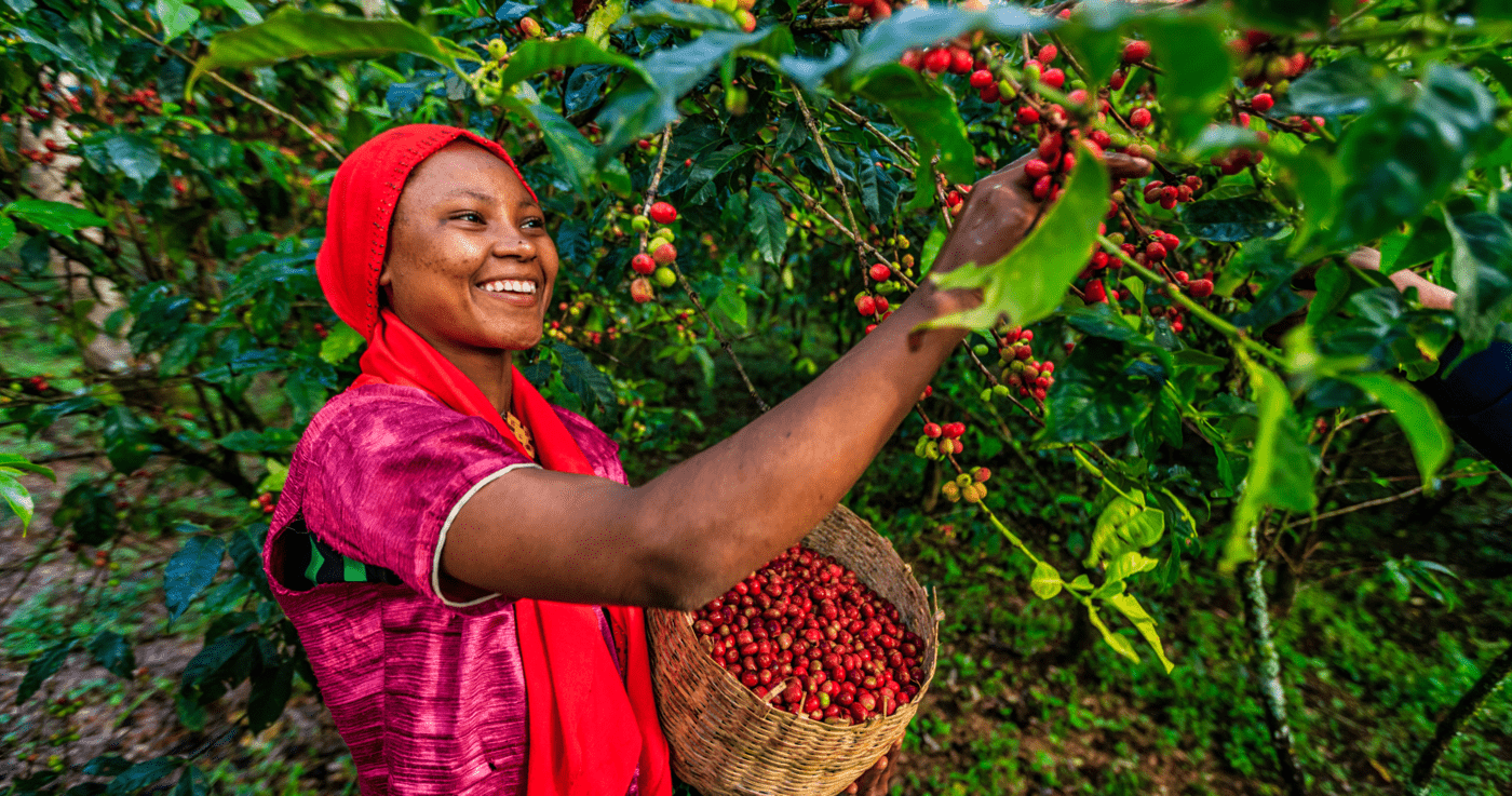 Biaretto Rainforest Alliance