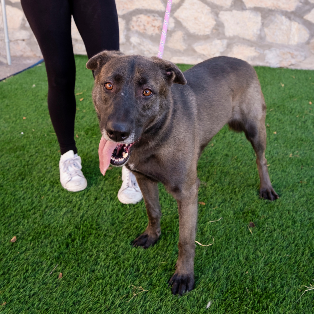 Wallace City of El Paso Animal Services 4