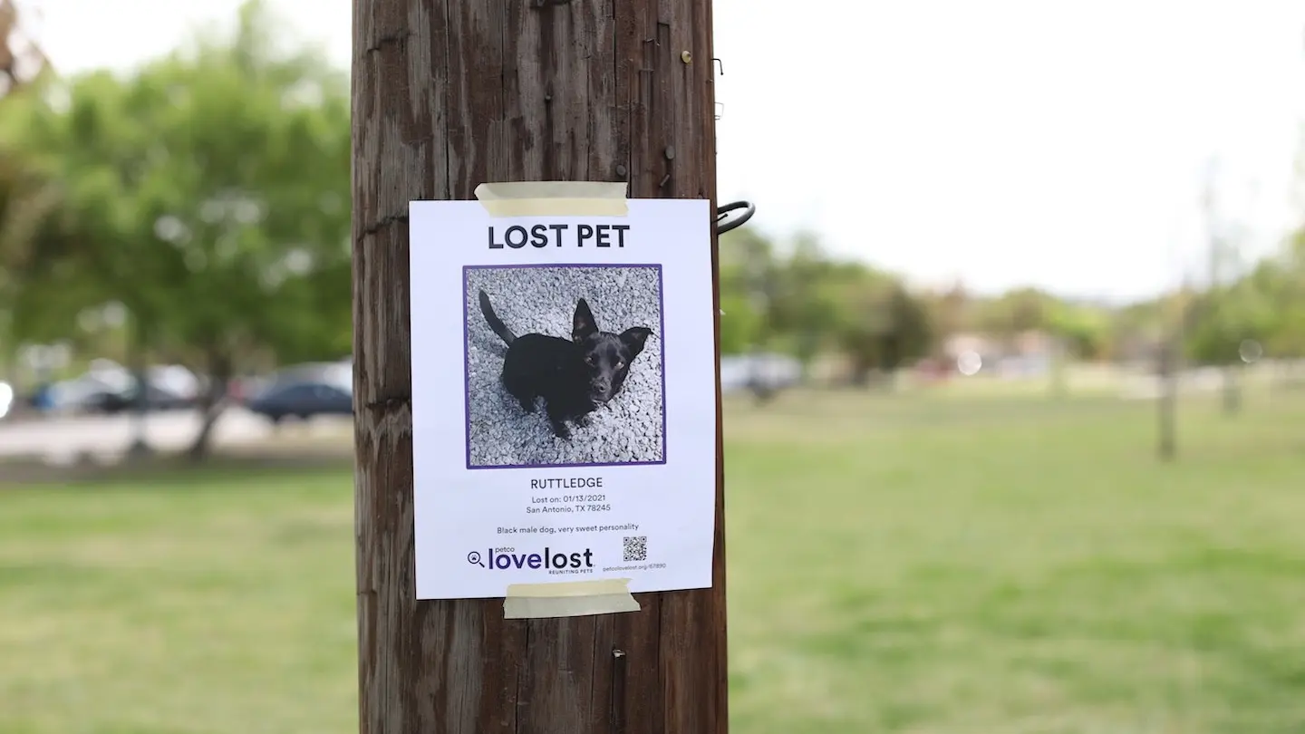 Wide Photo of a Lost Dog Flyer on Wood Post