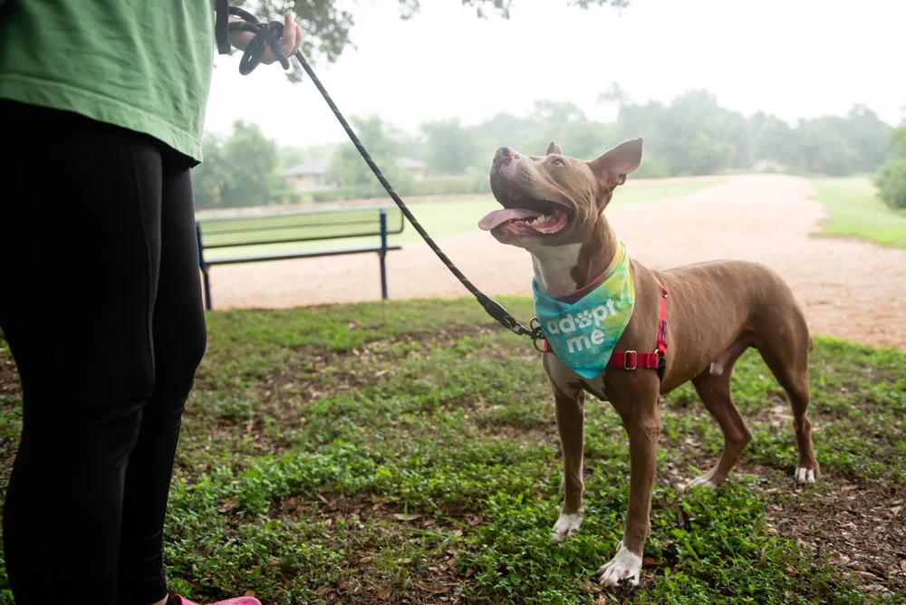 Diesel Williamson County Regional Animal Shelter 4