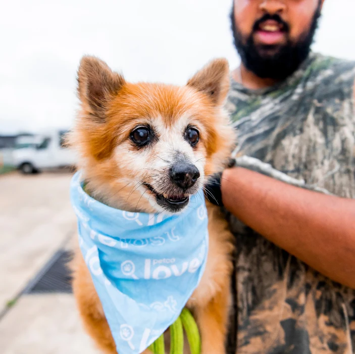 Dog with flag on neck