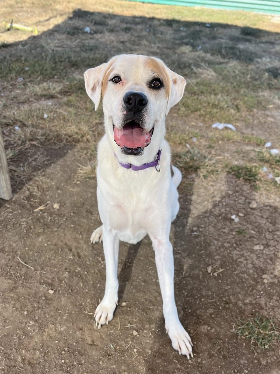 Cooper Williamson County Regional Animal Shelter 1