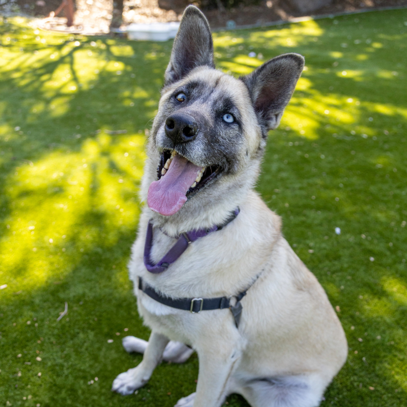 Image of Roxy