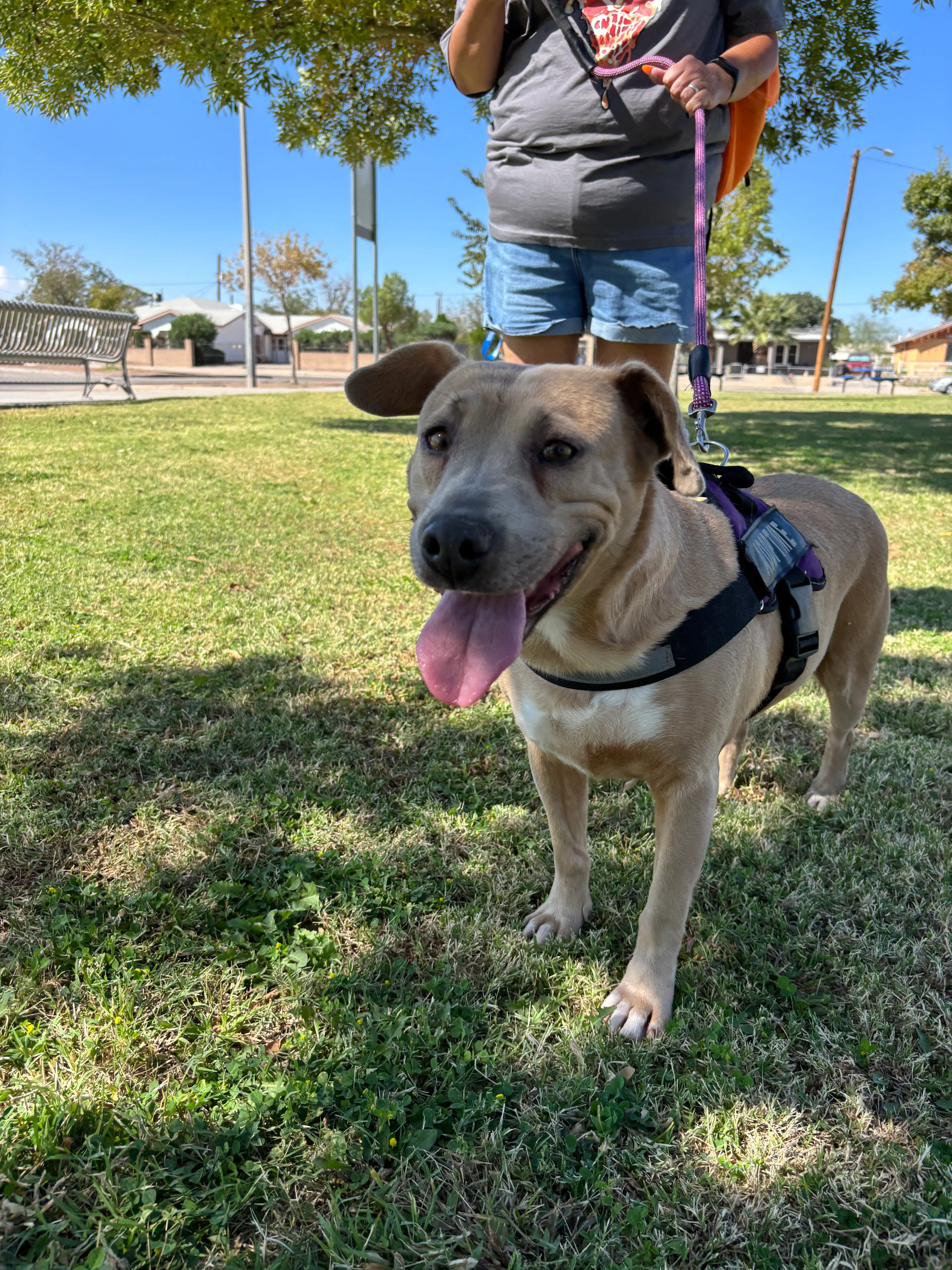 Kit City of El Paso Animal Services 2