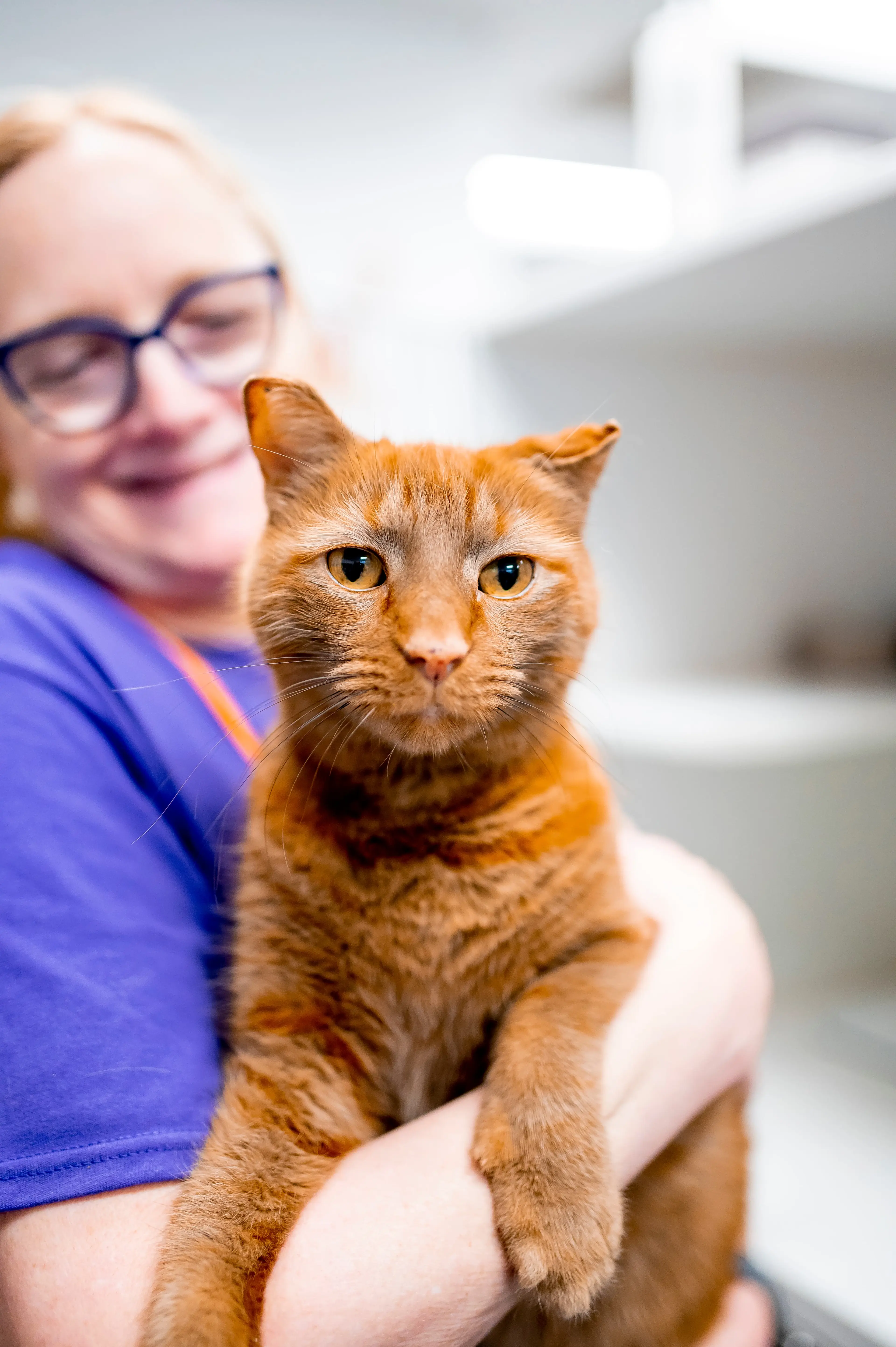 Shelter Photo - Orange Cat