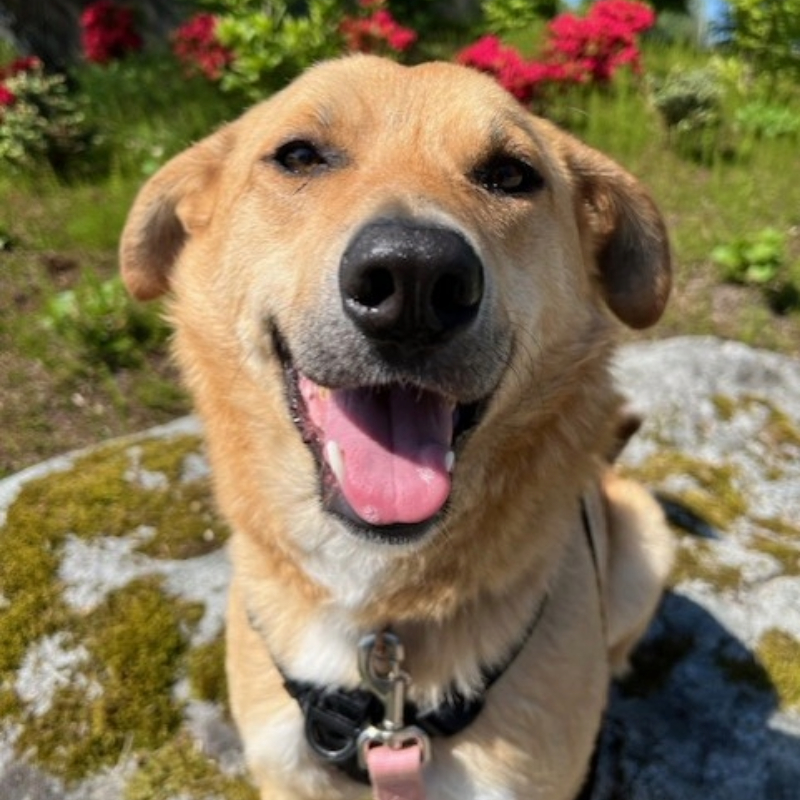 Image of Sunny