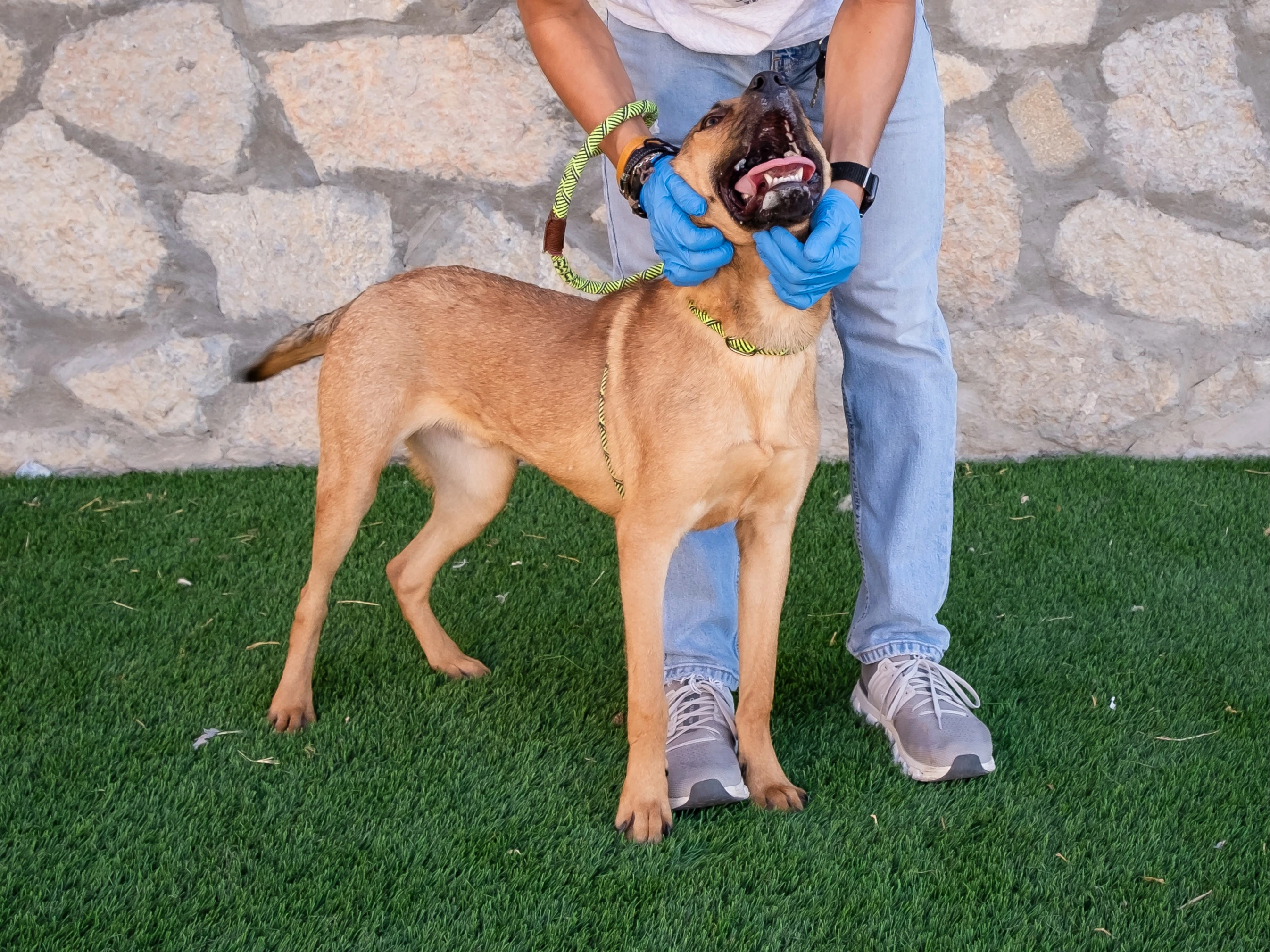 Mamba City of El Paso Animal Services 2