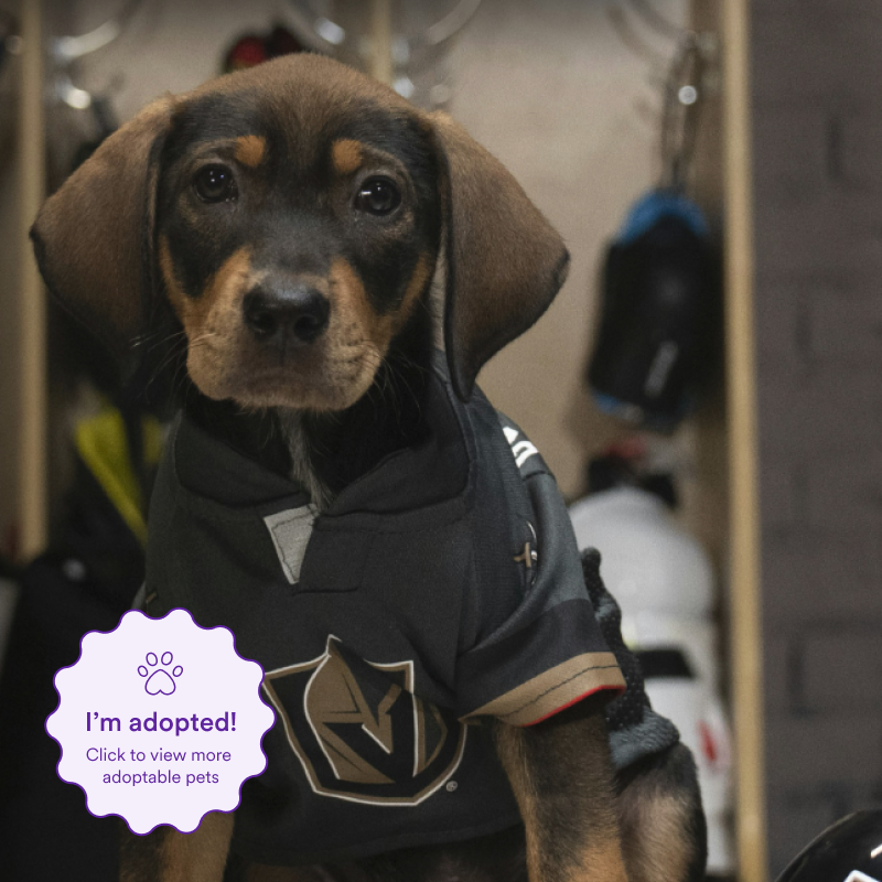 Image of Hat Trick aka Shea Theadorable