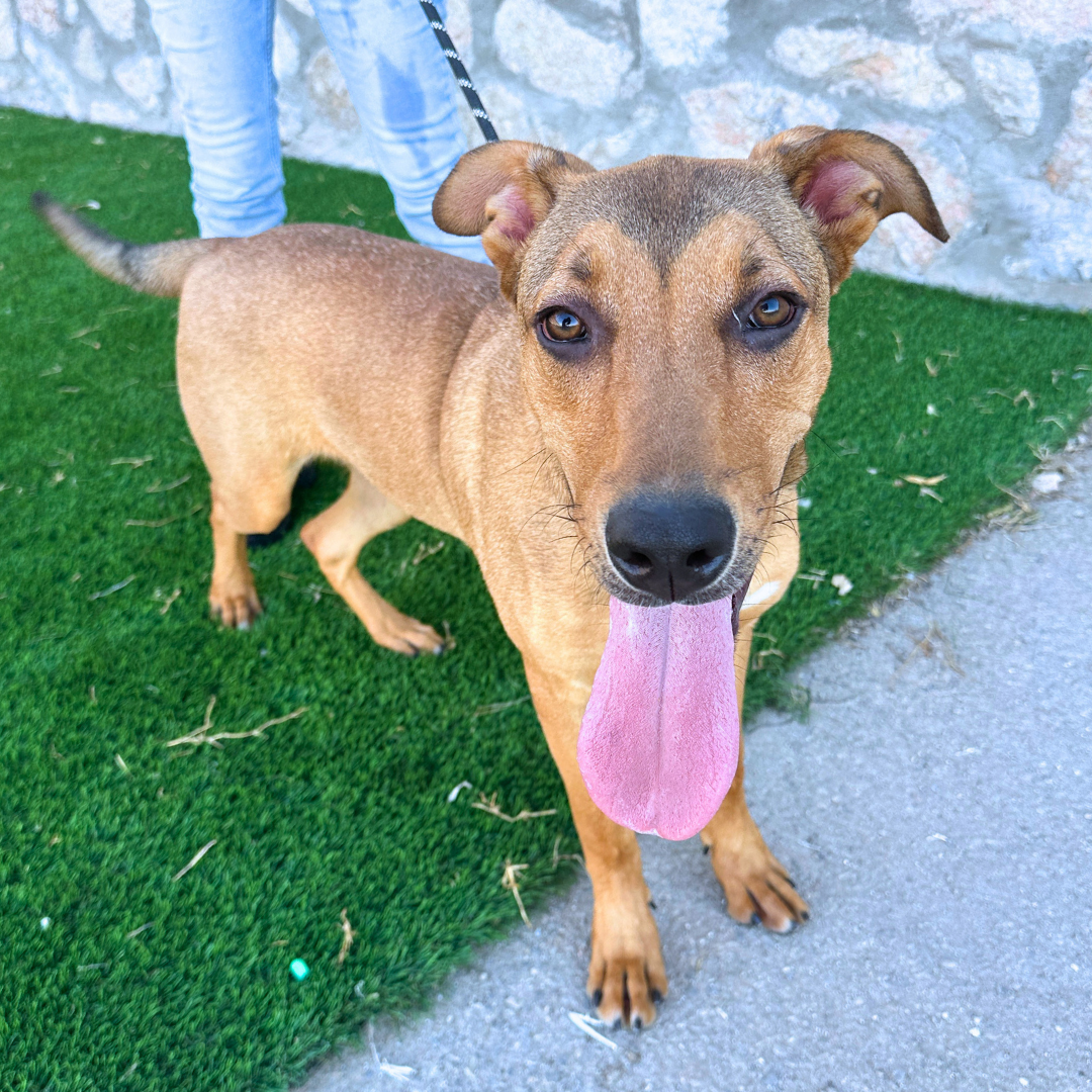 Image of Coapluan is ready to add love to your home!