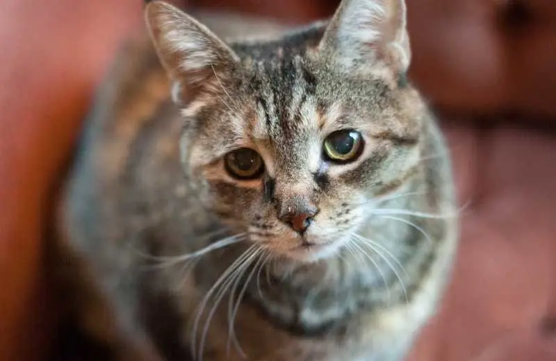 Photo inspiration: Gallery Detail: 10 Warning Signs Of Cancer In Dogs And Cats Petco