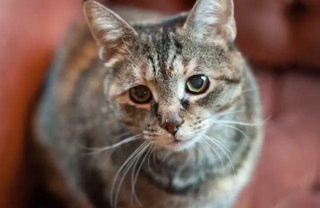 10 Warning Signs of Cancer in Dogs and Cats | Petco Love Care | Petco ... - Behavioral Changes In Cats With Cancer