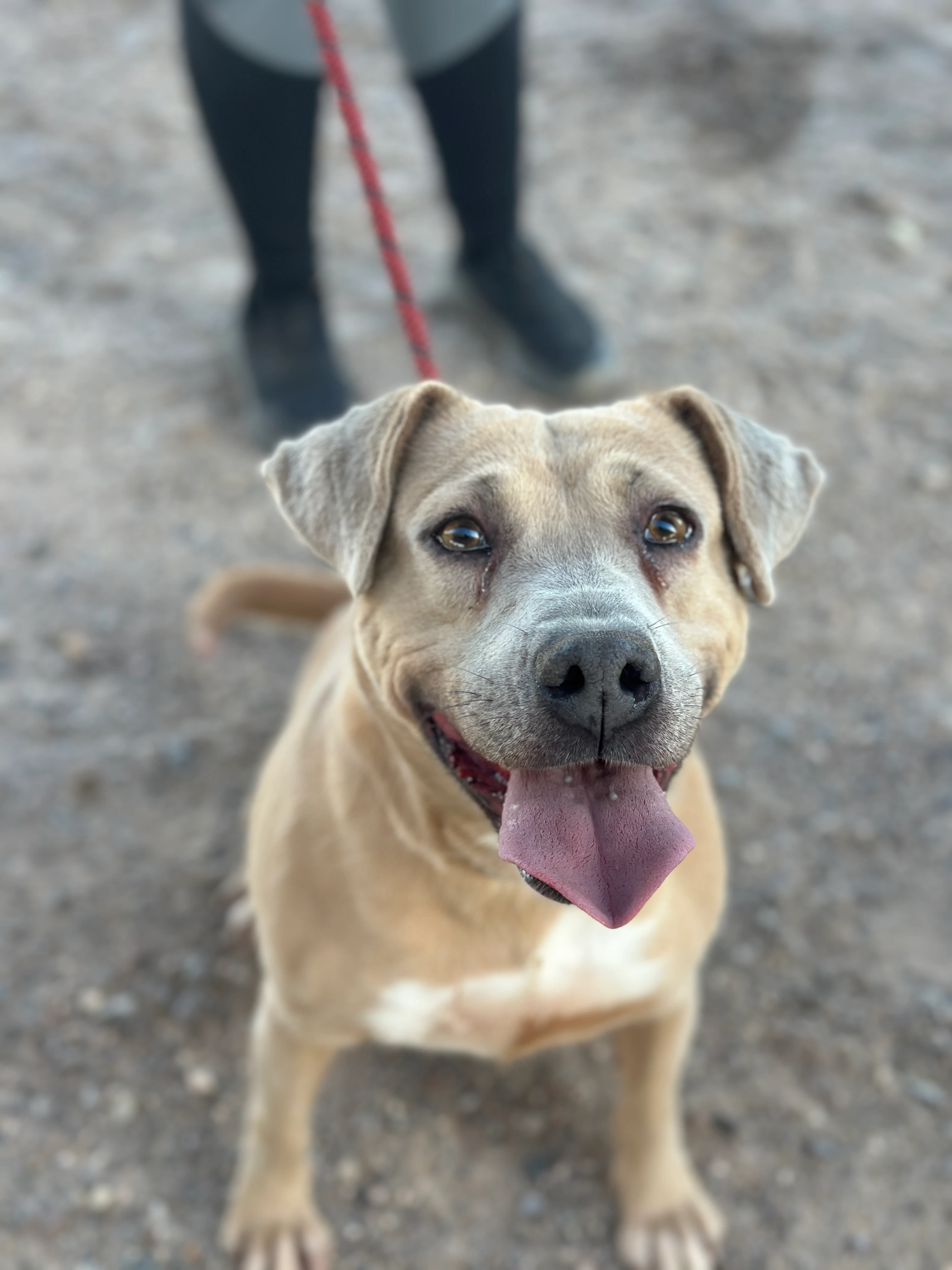 Kit City of El Paso Animal Services 3
