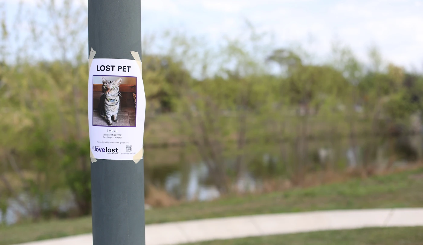 Wide View of a Lost Cat Flyer on a Metal Pole