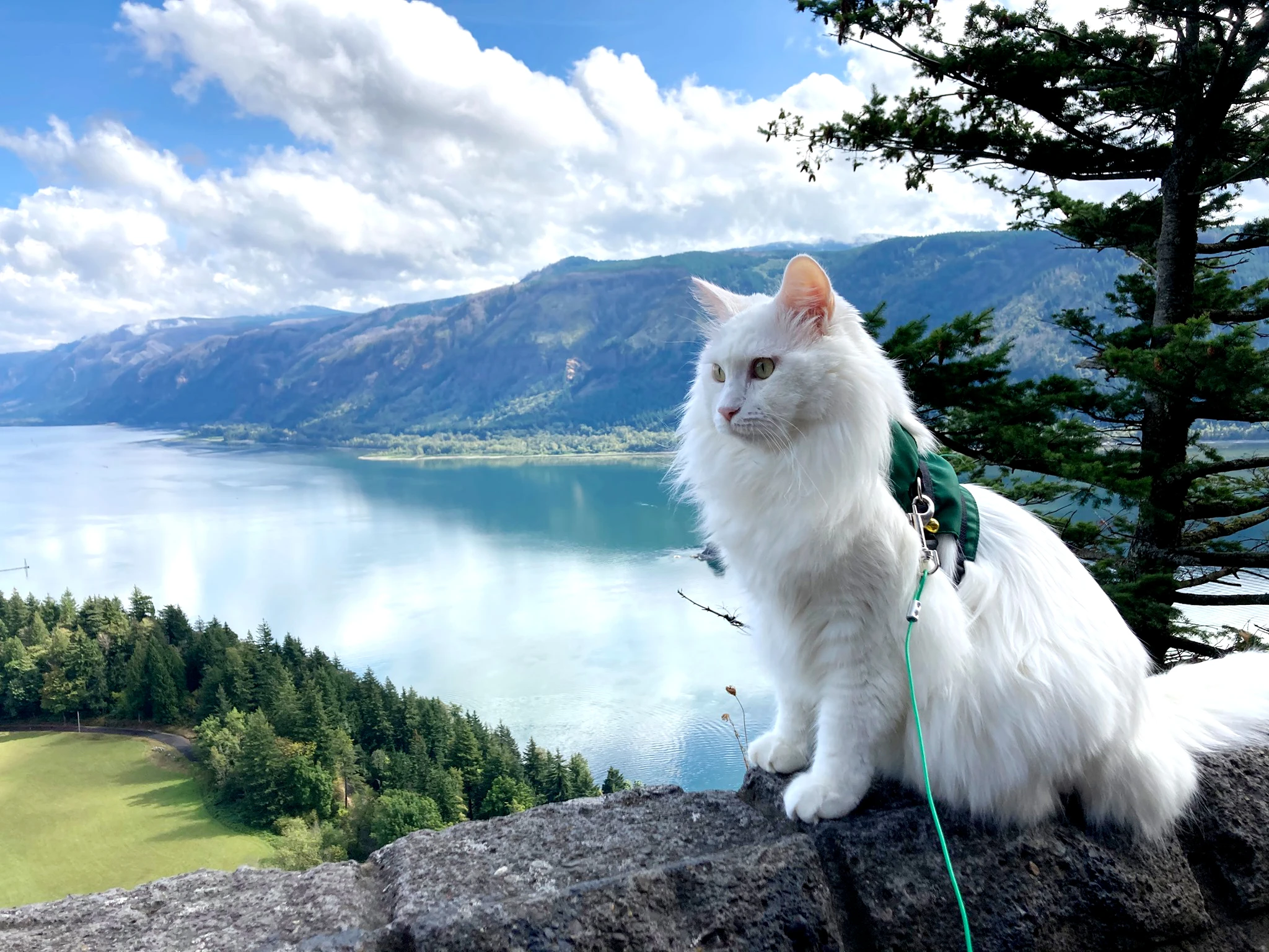 Image of Timid Rescue Cat Turned Brave Adventure Buddy Brings Adopter Out of the Dark