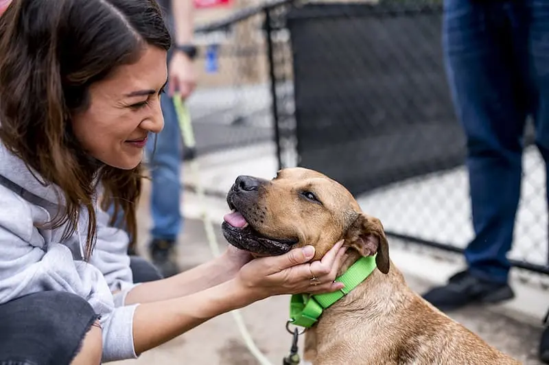 Petco Love and BOBS from Skechers Host Mega Adoption Event to Find ...