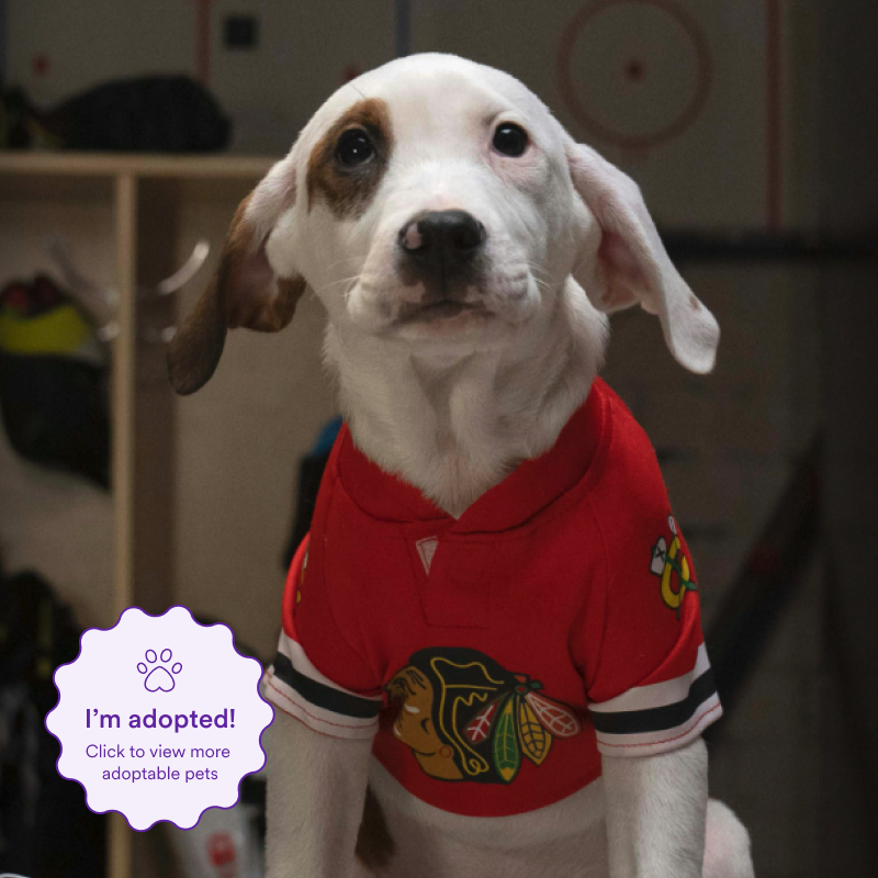 Image of Bud aka Tyler Barktuzzi