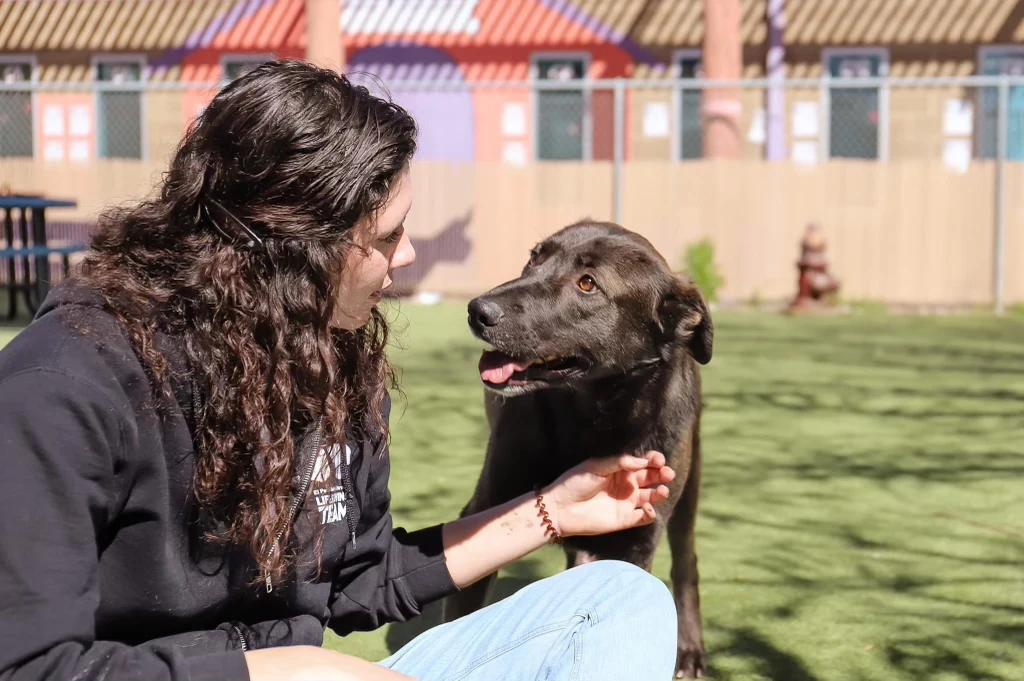 Wallace City of El Paso Animal Services 3