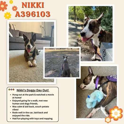 Nikki Montgomery County Animal Shelter 3