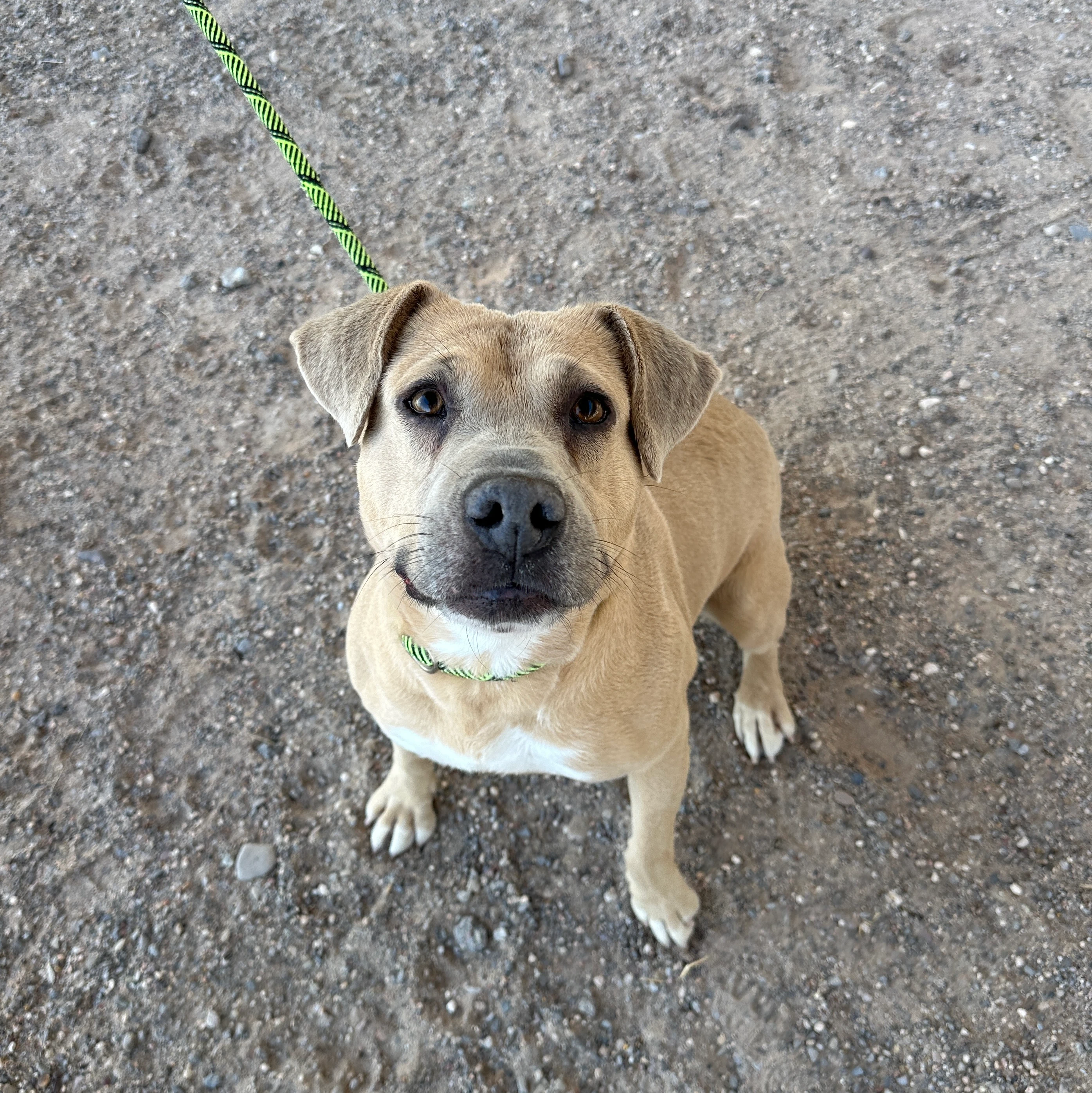 Kit City of El Paso Animal Services 1 copy