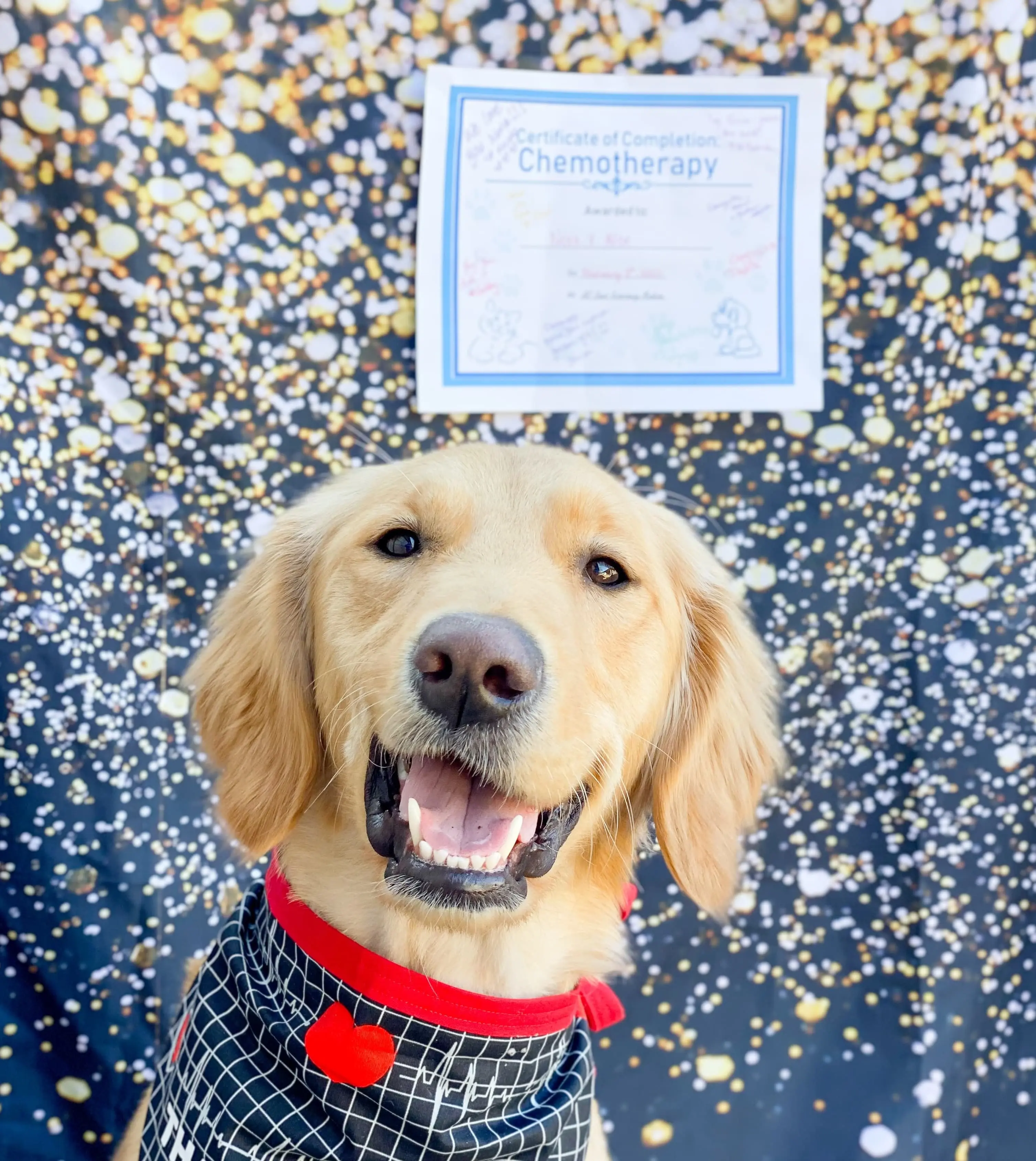 Too many pets are without access to affordable medical care. image