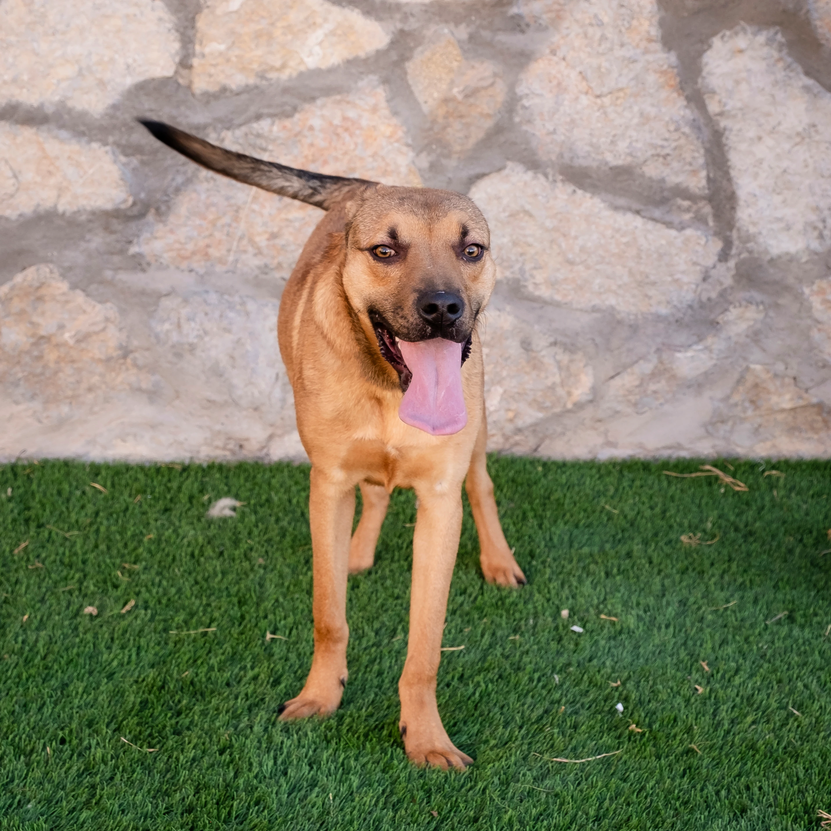 Image of Mamba is ready to add love to your home!