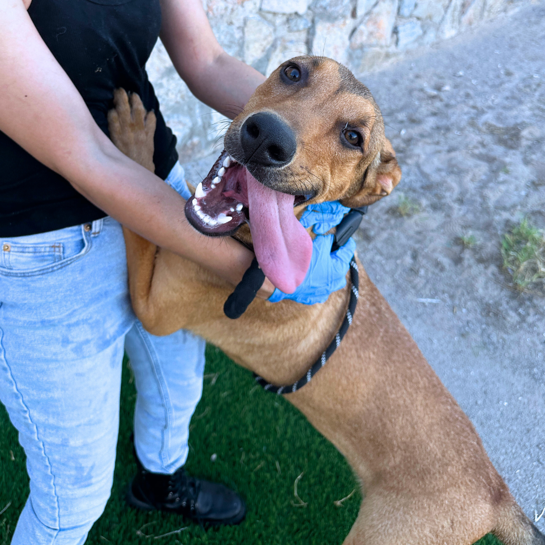 Coapluan City of El Paso Animal Services 2