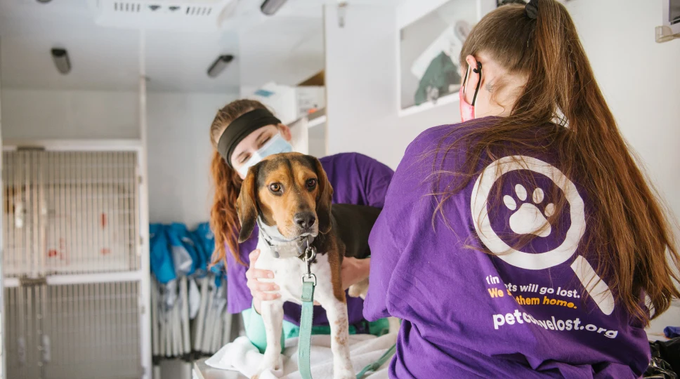 pet receiving a vaccine