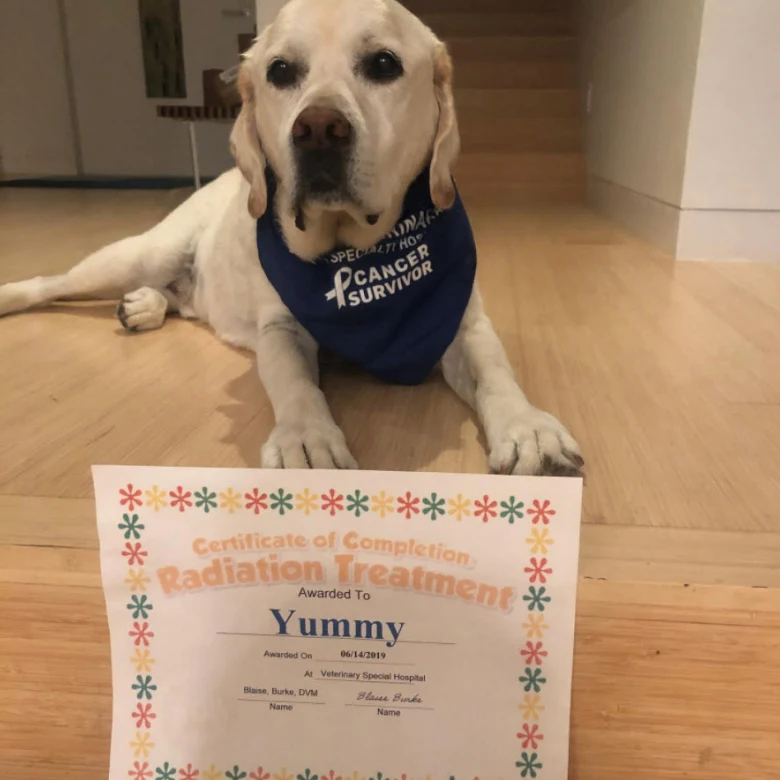 dog with yummy certificate