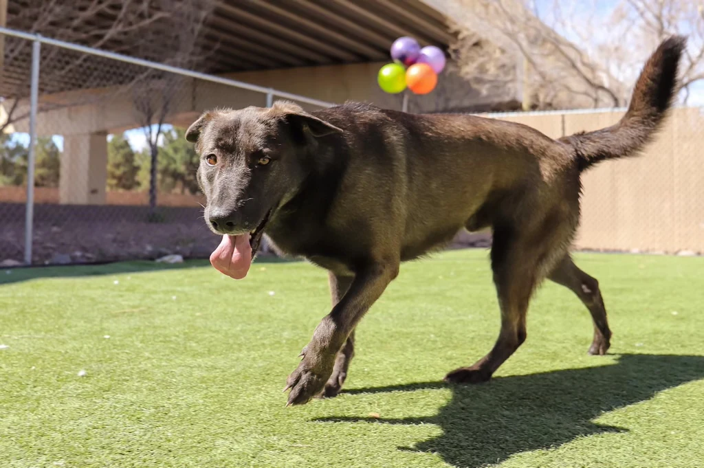Wallace City of El Paso Animal Services 2