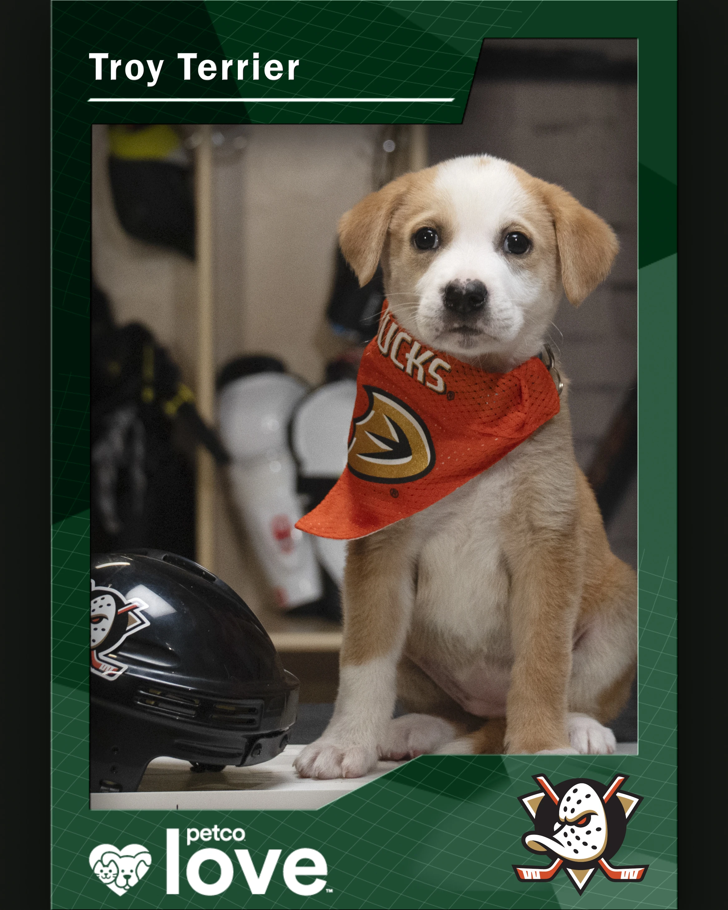 Stanley Pup Ice Breaker aka Troy Terrier player card front