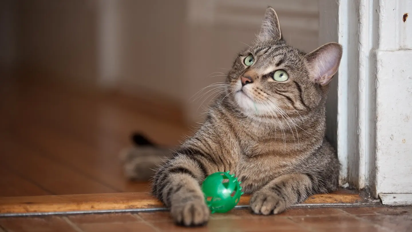 Cat with Green Ball Toy