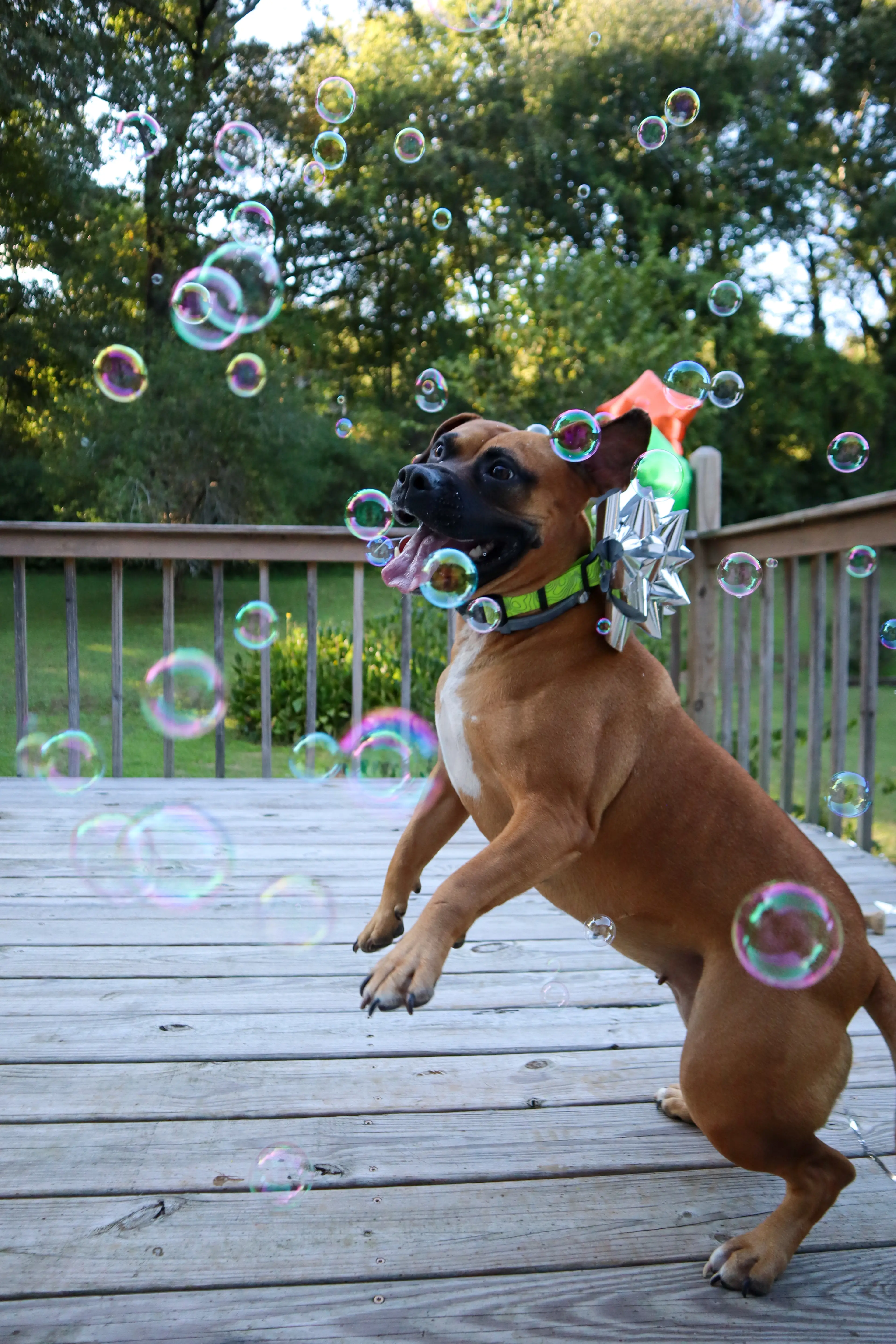 Dog catching bubbles