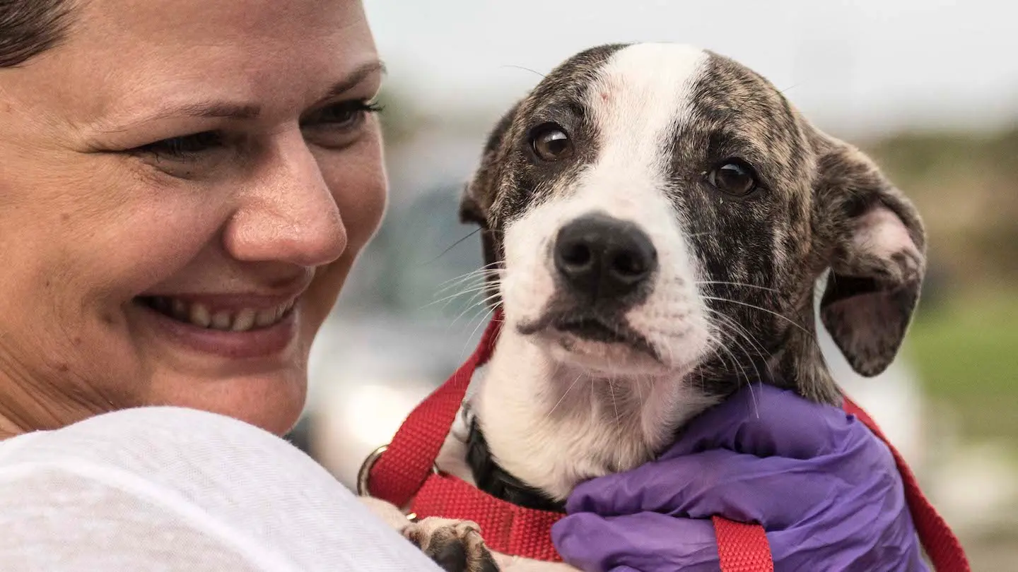 How to Get A Skittish Dog to Come to You Petco Love Lost