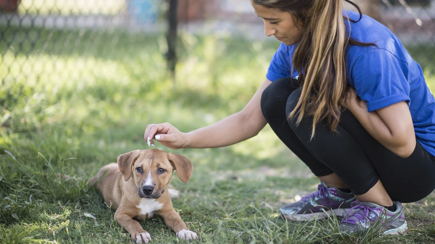 Puppy Outdoors about to be Pet by a Woman