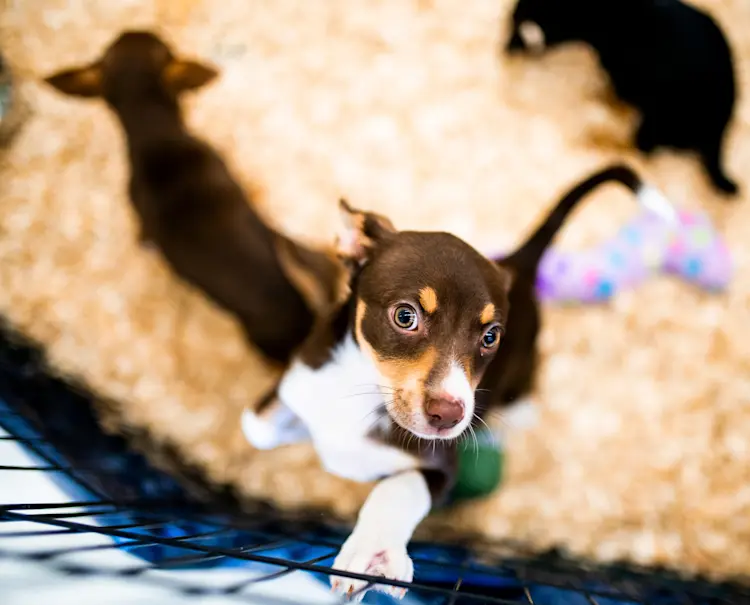 Donate to Help Support Animal Welfare Petco Love